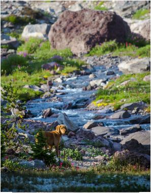 Cute dog next to a waterfall up Broken Top, photo by Andrew Herr