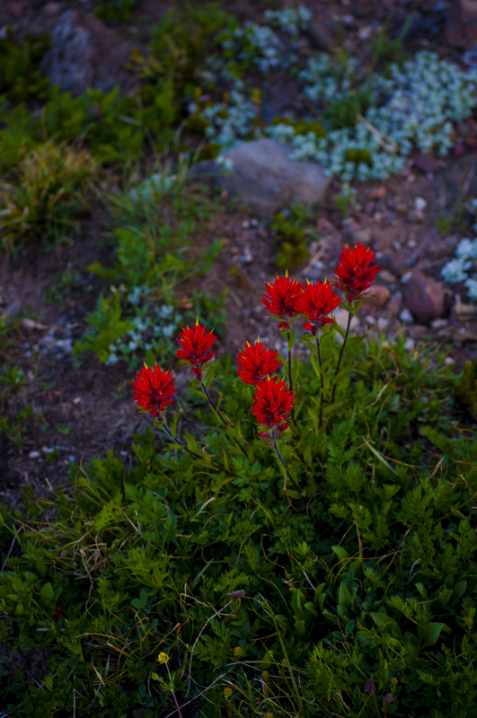 Mountain Wildflowers, photo by Andrew Herr