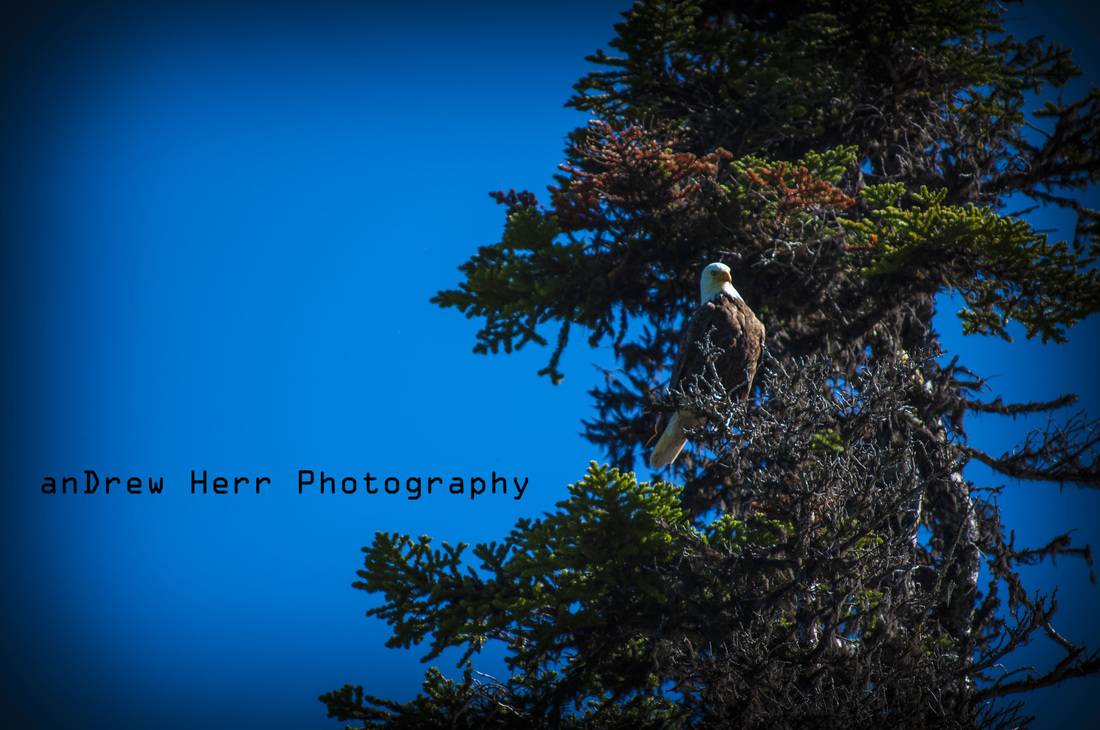 Bald Eagle up at Devils Lake off of Cascade Lakes Highway , photo by Andrew Herr